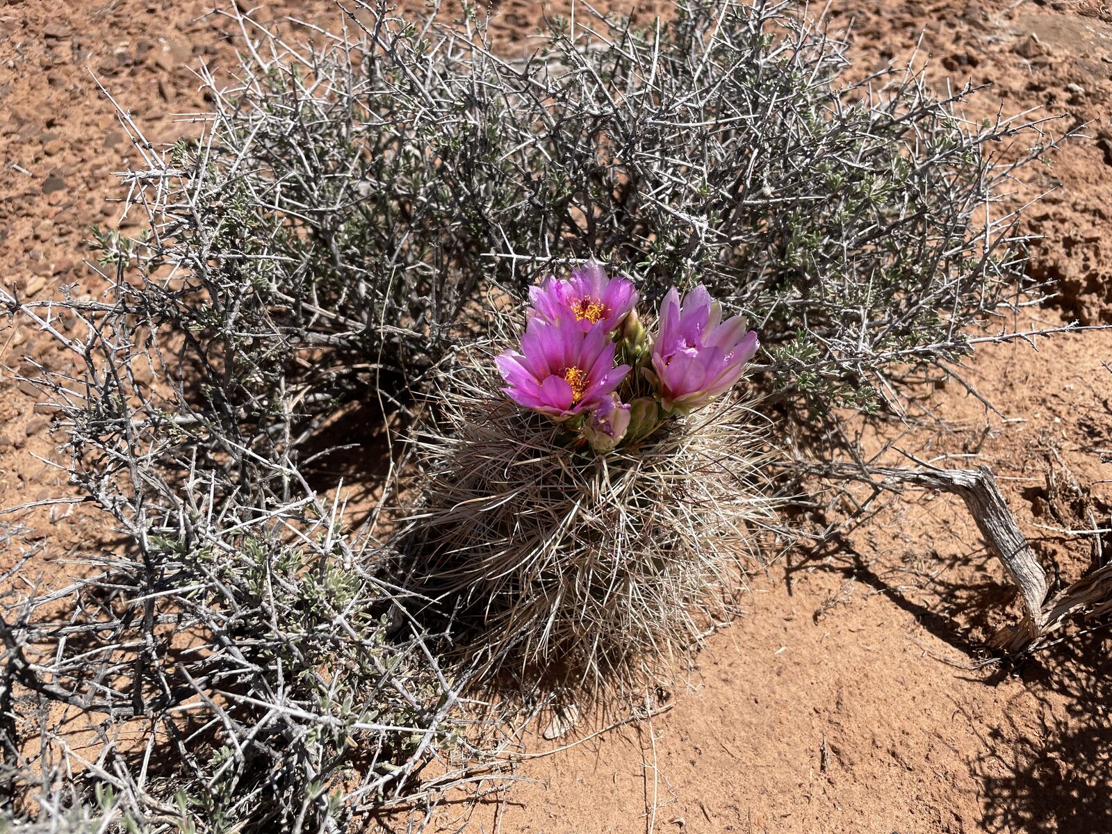 A blooming hedgehog cactus in red desert soil